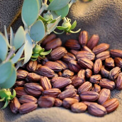 Armina bio jojobový olej - univerzální pro všechny typy pleti | WERECO