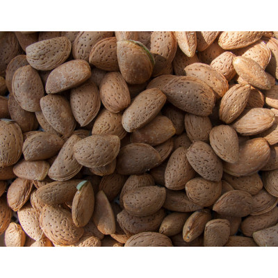 Armina bio sweet almond oil - carrier oil for sensitive skin | WERECO