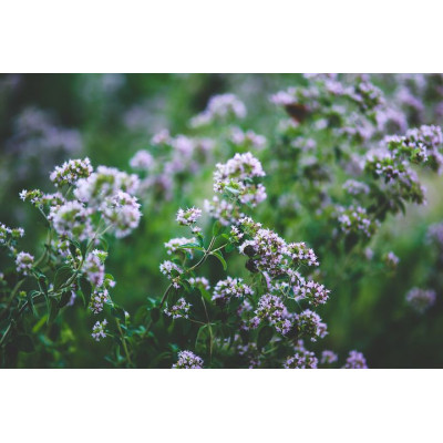 Armina bio essential oil oregano - strong natural antiseptic against infections | WERECO